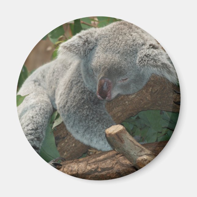 Imã Koala (Frente)