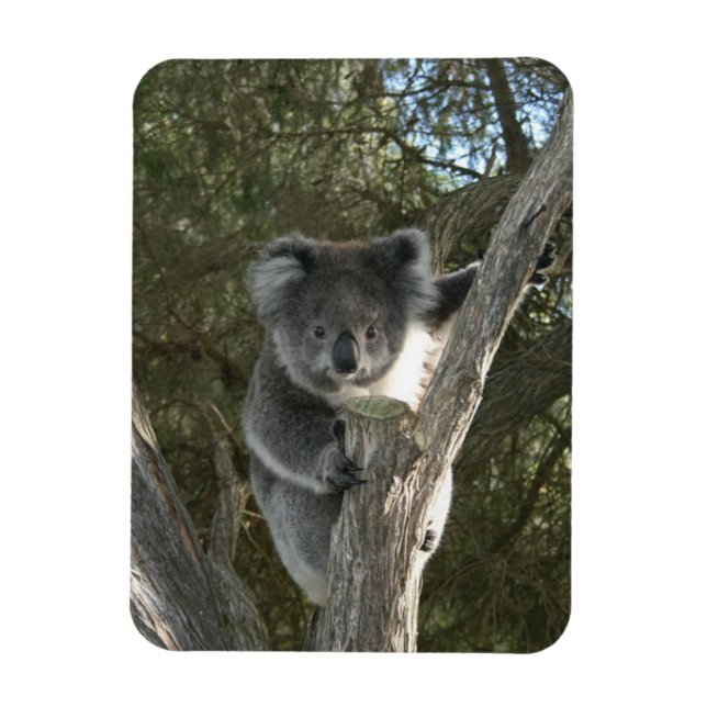 Ímã Koala (Vertical)