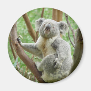 Imã Koala