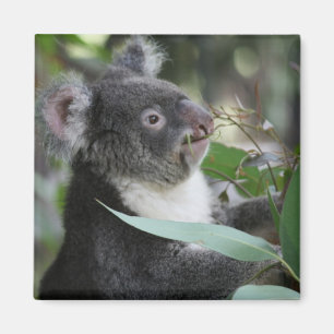 Imã Koala
