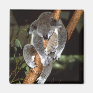 Imã koala1