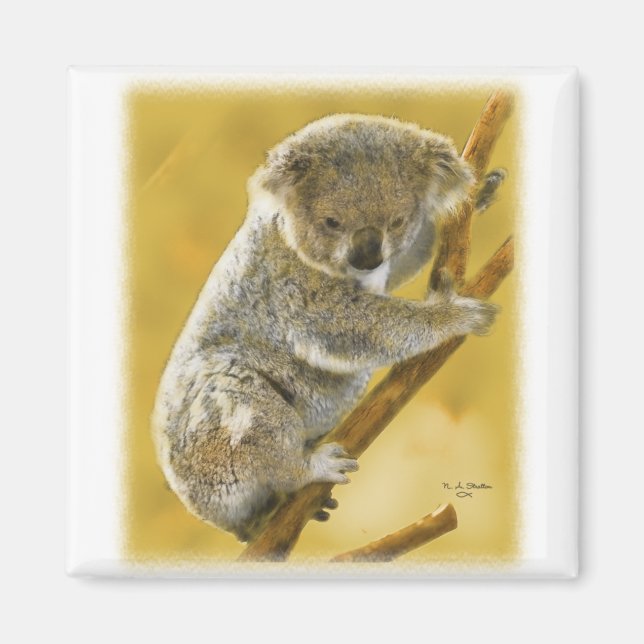Imã Koala Bear (Frente)