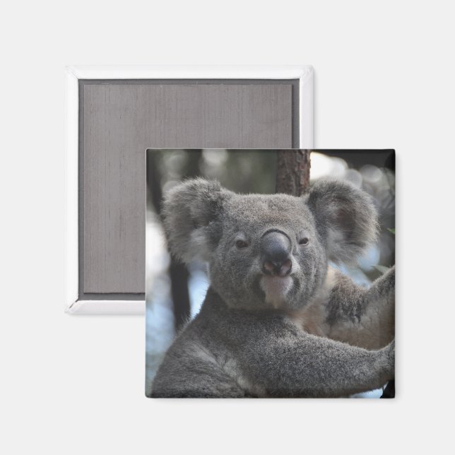 Imã Koala Bear em árvore (Front/Back)