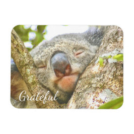 Ímã Koala Bear Gratidão