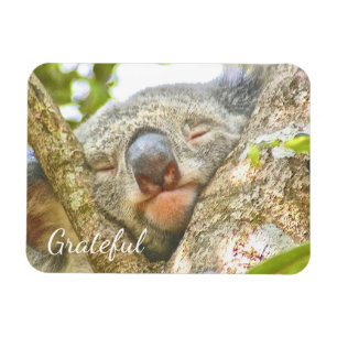 Ímã Koala Bear Gratidão