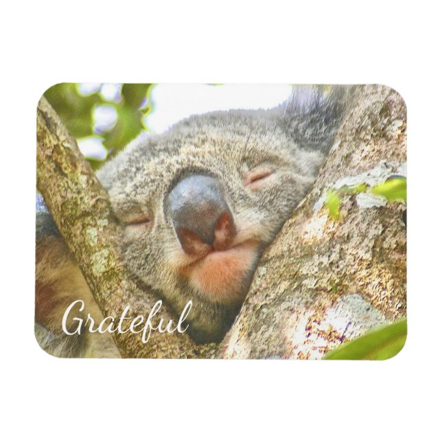 Ímã Koala Bear Gratidão (Horizontal)