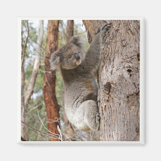 Imã Koala Bear Magnet