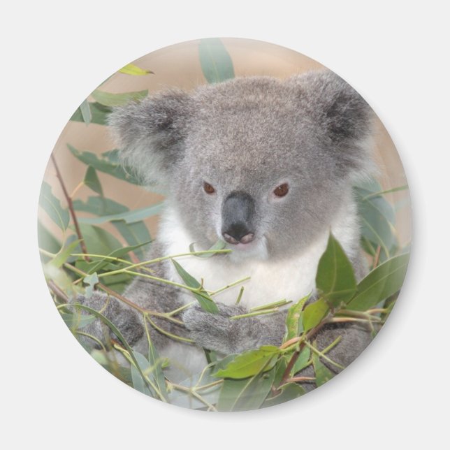 Imã Koala Bear Magnet (Frente)