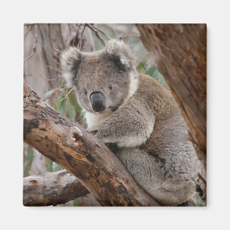 Imã Koala Bear Magnet