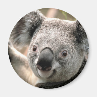 Imã Koala Bear Refrigerator Magnet