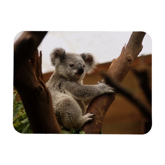 Ímã Koala Bear Sentado em Árvore, Austrália (Horizontal)