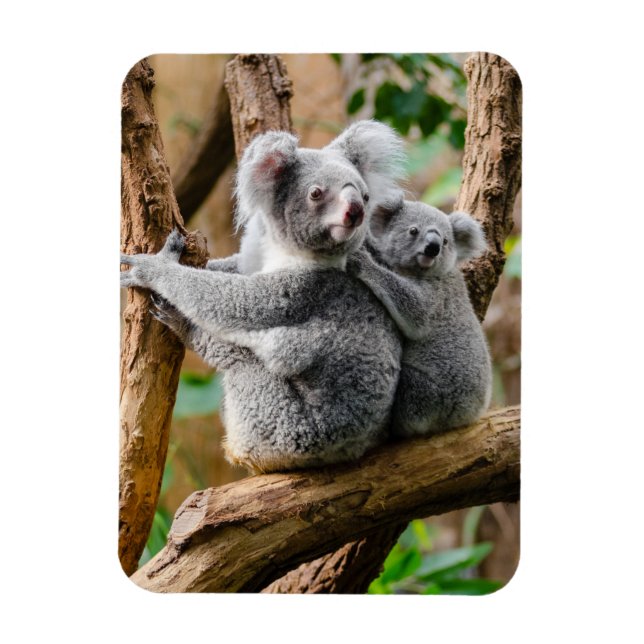 Ímã Koala com bebê em árvore na Austrália (Vertical)