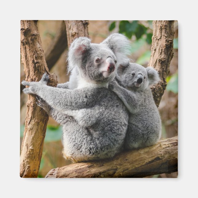 Imã Koala com bebê em árvore na Austrália (Frente)