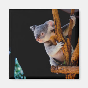Imã Koala Cute em Cinza