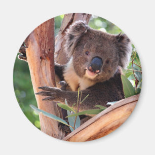 Imã Koala do Victorian