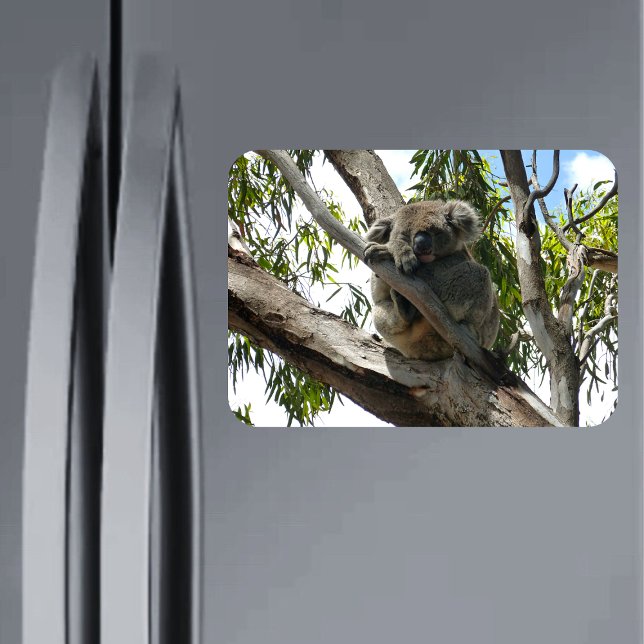 Ímã Koala - Dormindo (Criador carregado)
