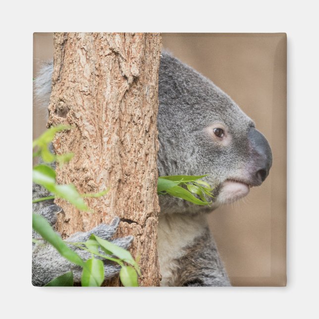 Imã Koala Headshot (Frente)