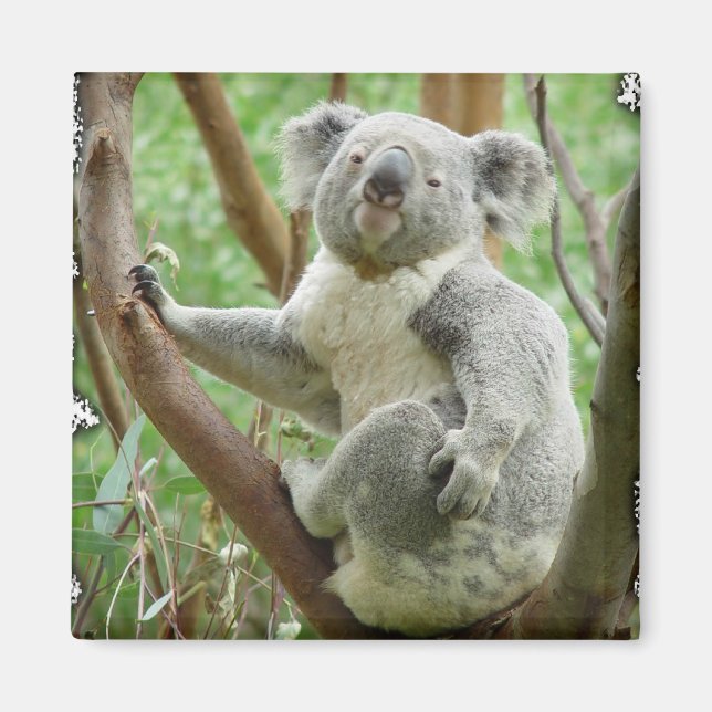 Imã Koala Magnet (Frente)