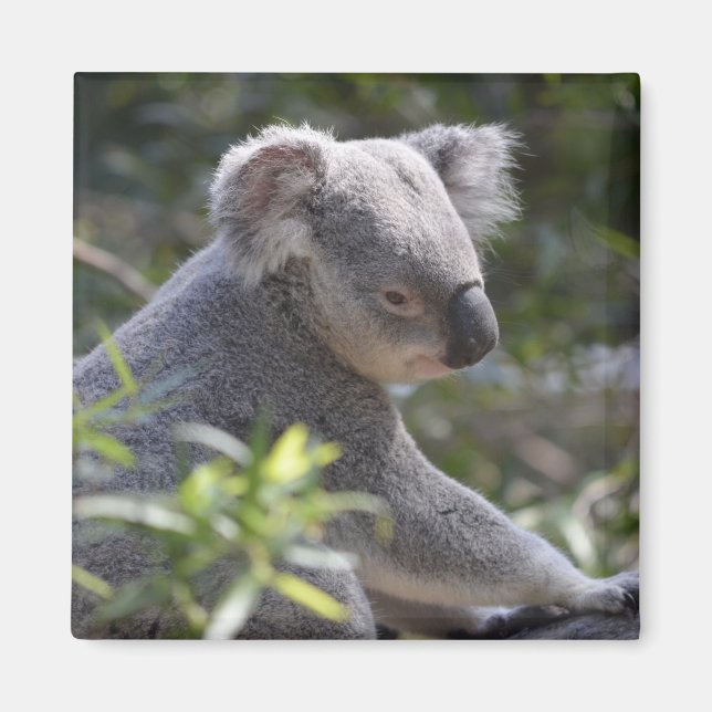 Imã Koala Magnet (Frente)