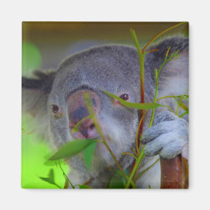Imã Koala que come o ímã