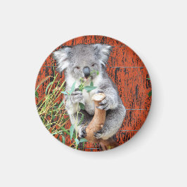 Imã Koala Snack Time Magnet
