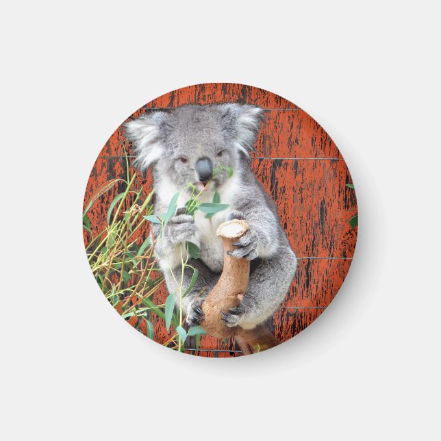 Imã Koala Snack Time Magnet (Frente)