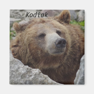 Imã Kodiak Bear