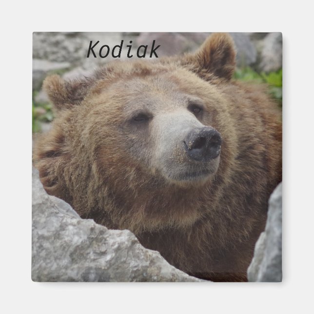 Imã Kodiak Bear (Frente)