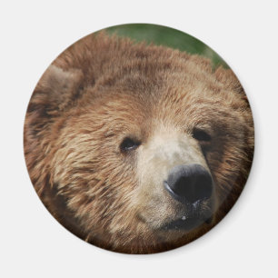 Imã Kodiak Brown Bear Magnet