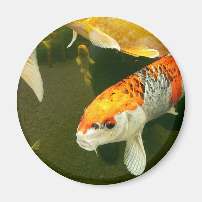 Imã Koi Carp Magnet (Frente)