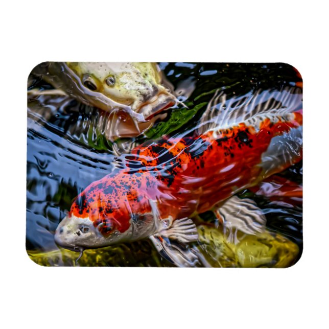 Ímã Koi Fish Pond Japonês (Horizontal)