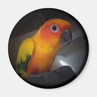 Imã kojo the sun conure - Personalizado