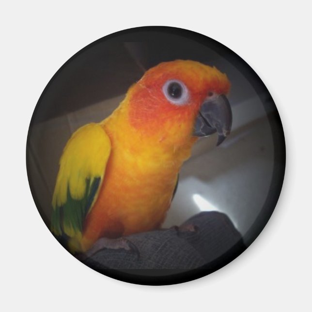 Imã kojo the sun conure - Personalizado (Frente)