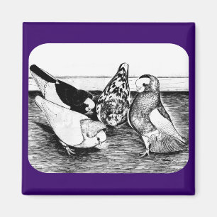 Imã Komorner Tumbler Pigeon Quartet
