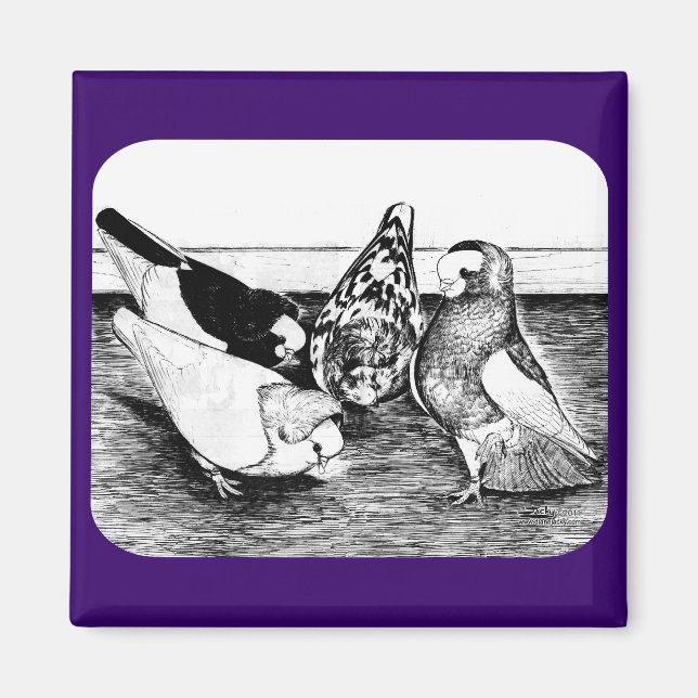 Imã Komorner Tumbler Pigeon Quartet (Frente)