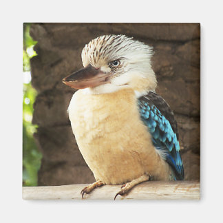 Imã Kookaburra