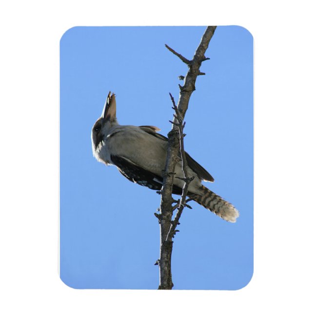 Ímã Kookaburra (Vertical)
