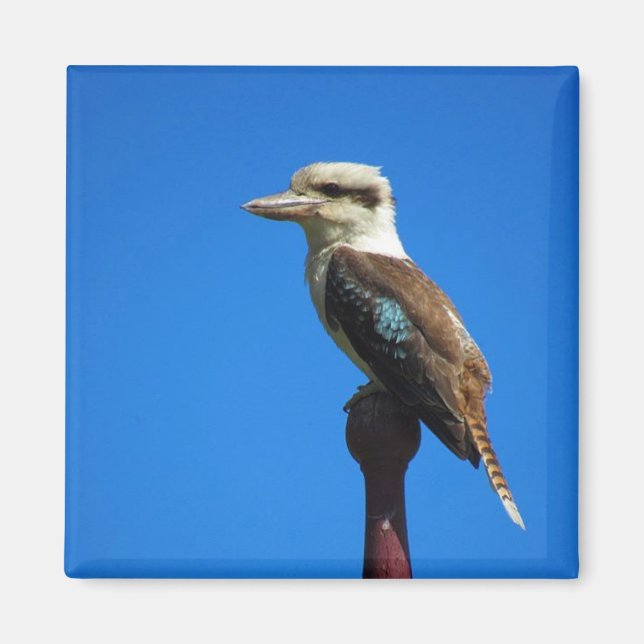 Imã kookaburra (Frente)