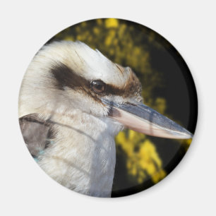 Imã Kookaburra, Amarelo azul australiano,