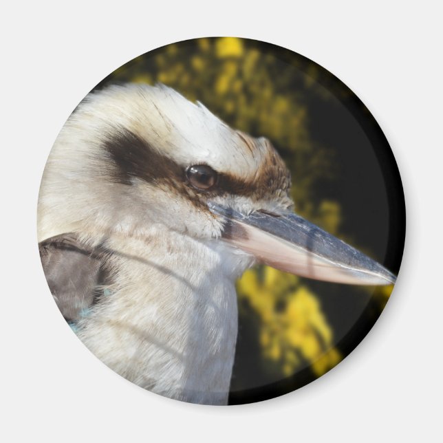 Imã Kookaburra, Amarelo azul australiano, (Frente)