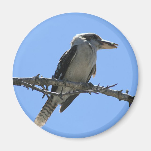 Imã Kookaburra australiano (Frente)