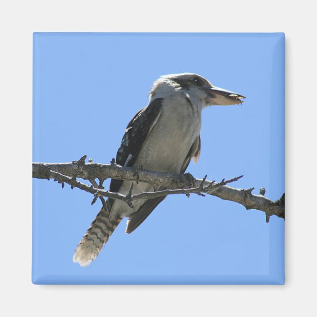 Imã Kookaburra australiano (Frente)