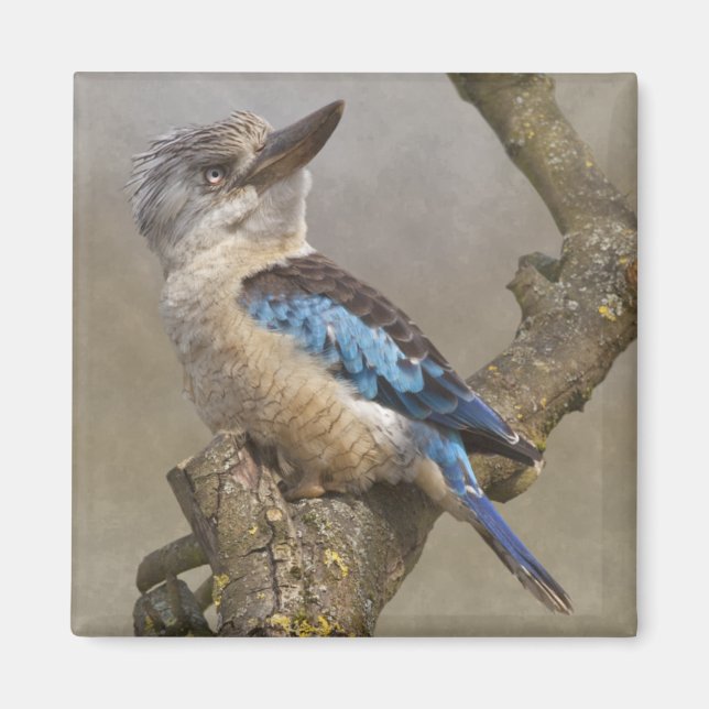 Imã Kookaburra Magnet (Frente)