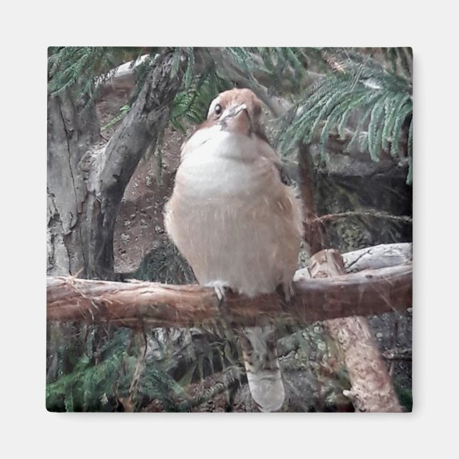 Imã Kookaburra Magnet (Frente)