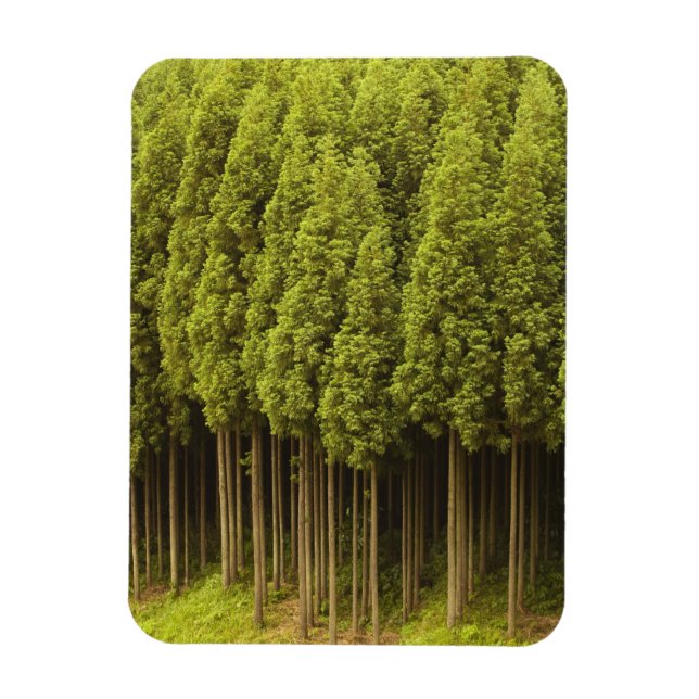 Ímã Koya Sugi Cedar Trees (Vertical)