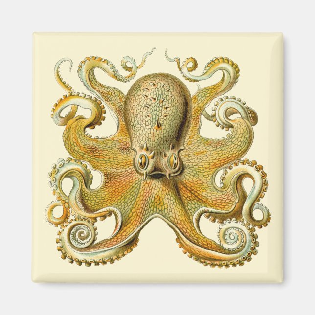 Imã Kraken Vintage, Gamochonia Polvo, Ernst Haeckel (Frente)