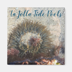 Imã La Jolla Tide Piscina Anemone