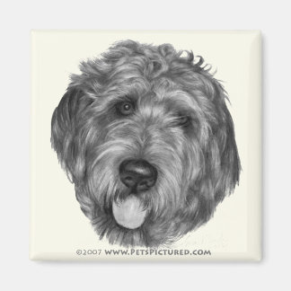 Imã Labradoodle