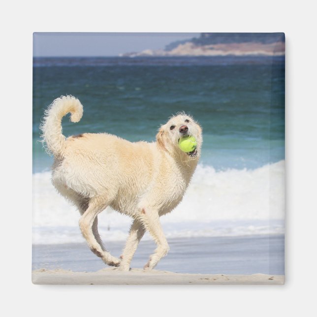 Imã Labradoodle - Feliz Dia na Praia (Frente)