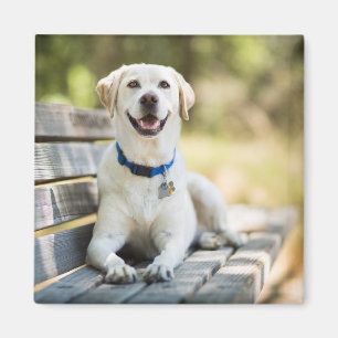 Imã Labrador Amarelo Fica No Banco